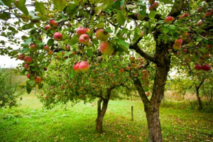 Ruta de la Manzana