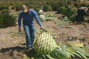 Ruta del Mezcal
