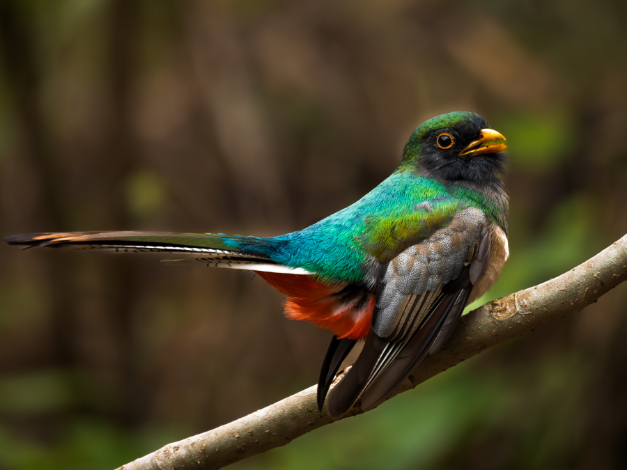 	 Plumas que danzan de colores