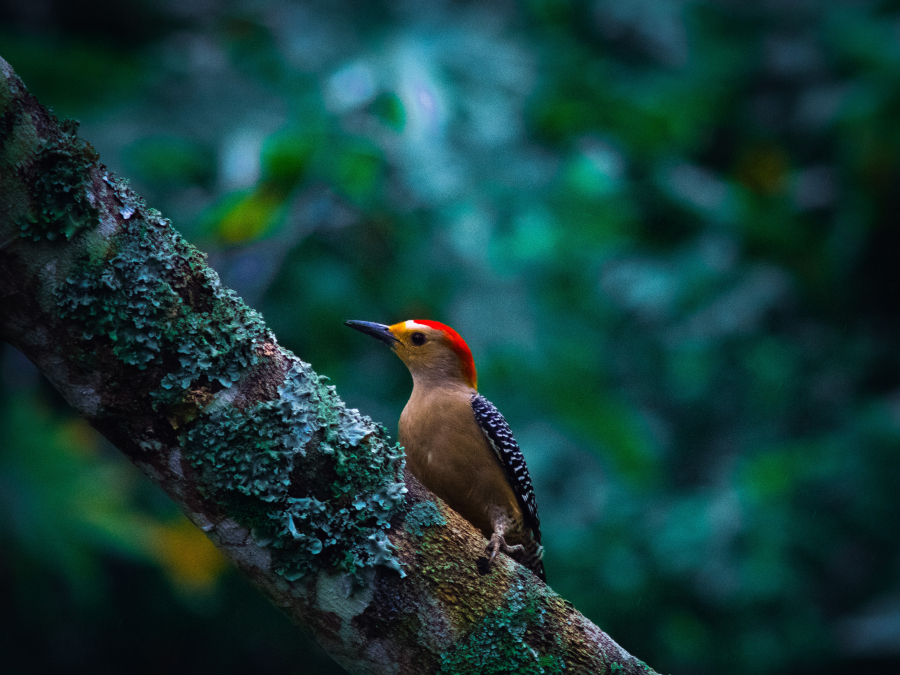 Un carpintero viene a verme