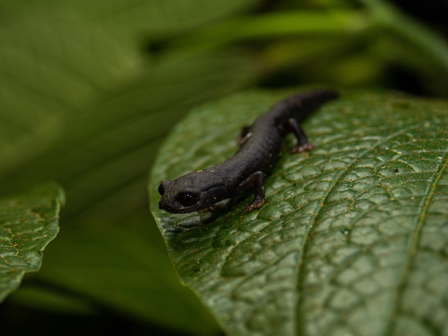 Salamandra del bosque de niebla
