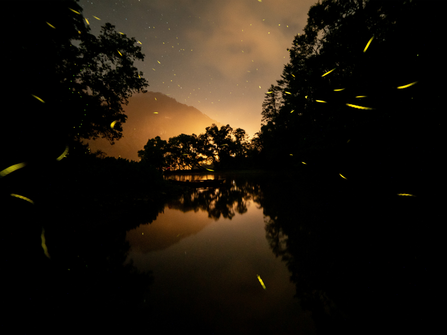 Luciérnagas en Mazatepec ★