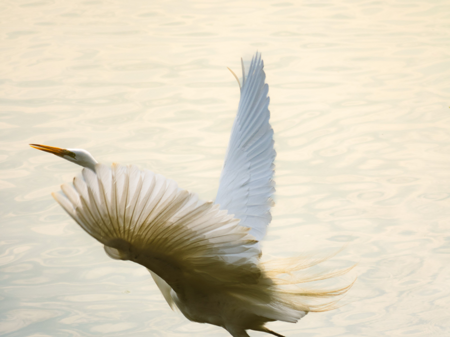 Garza de San Baltazar ★