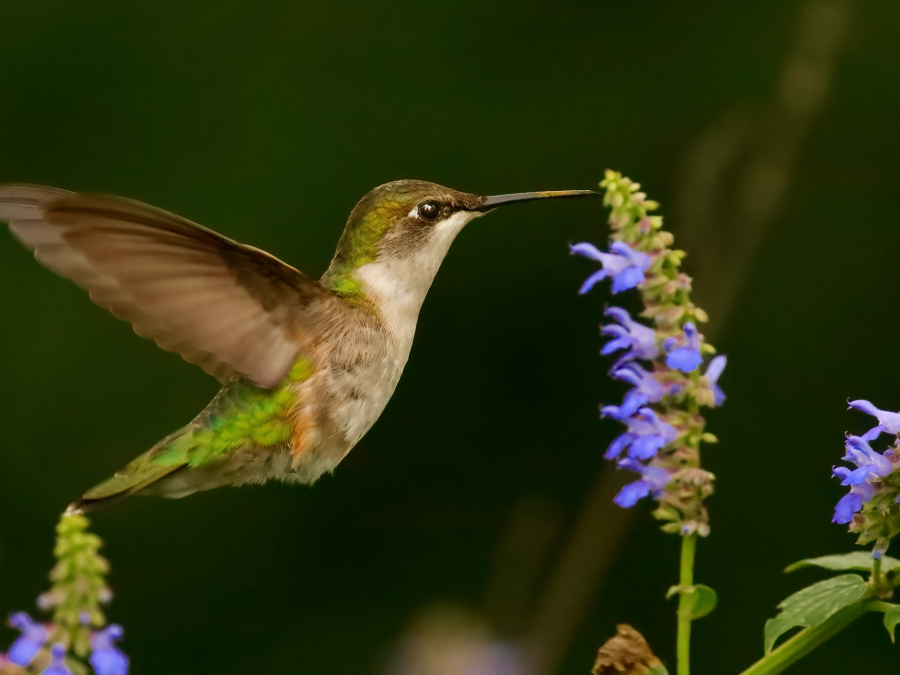 Colibrí garganta rubí