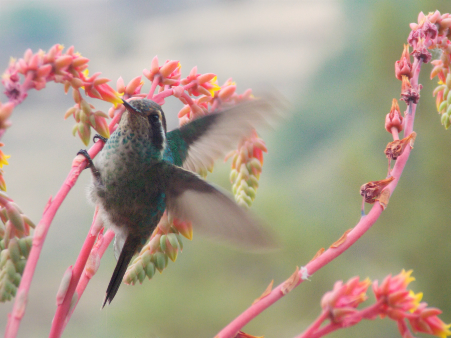 Alas y colores de Puebla