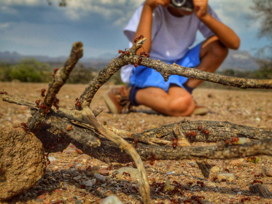 Hormigas de fuego: geólogas por naturaleza