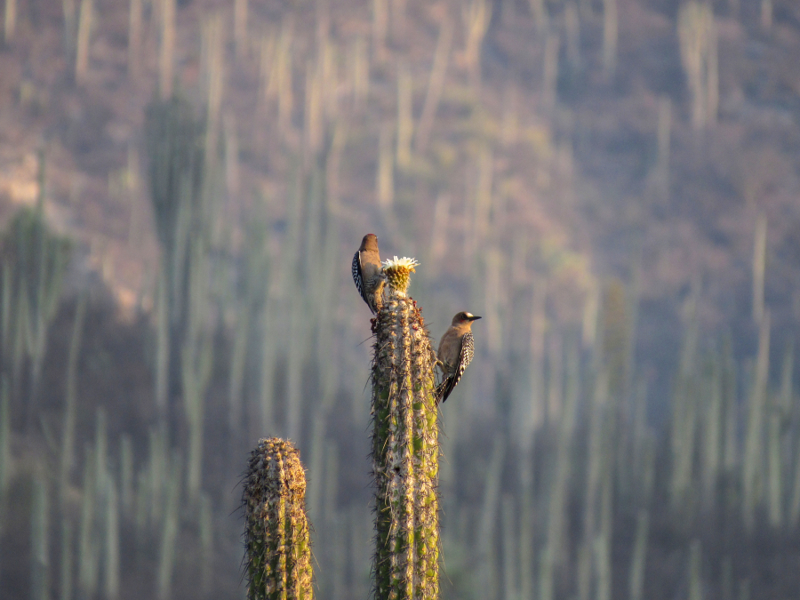 La magia de Zapotitlán Salinas