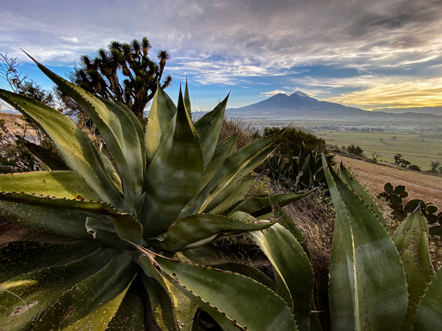 Maguey, simbolo y sustento de los pueblos