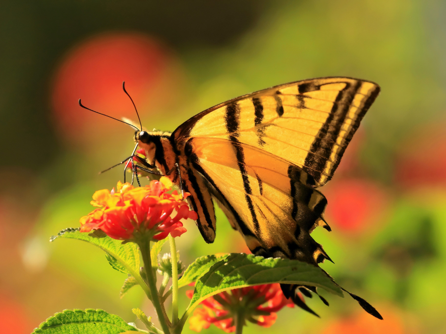 Mariposa Cometa Xochiquetzal