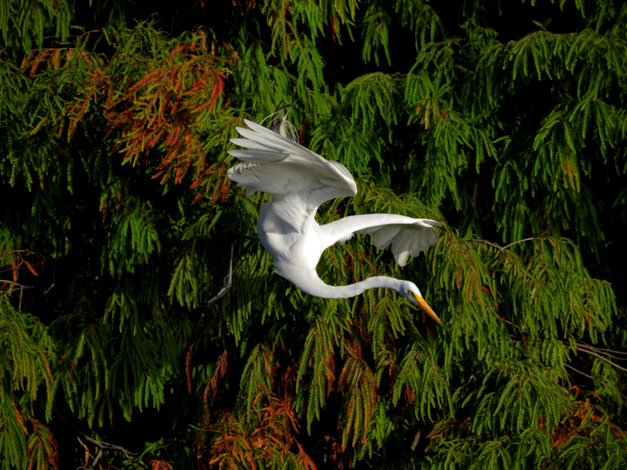 Salto Fijo Tras Un Largo Acecho