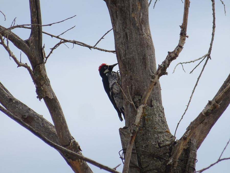 Qué alegría encontrarte