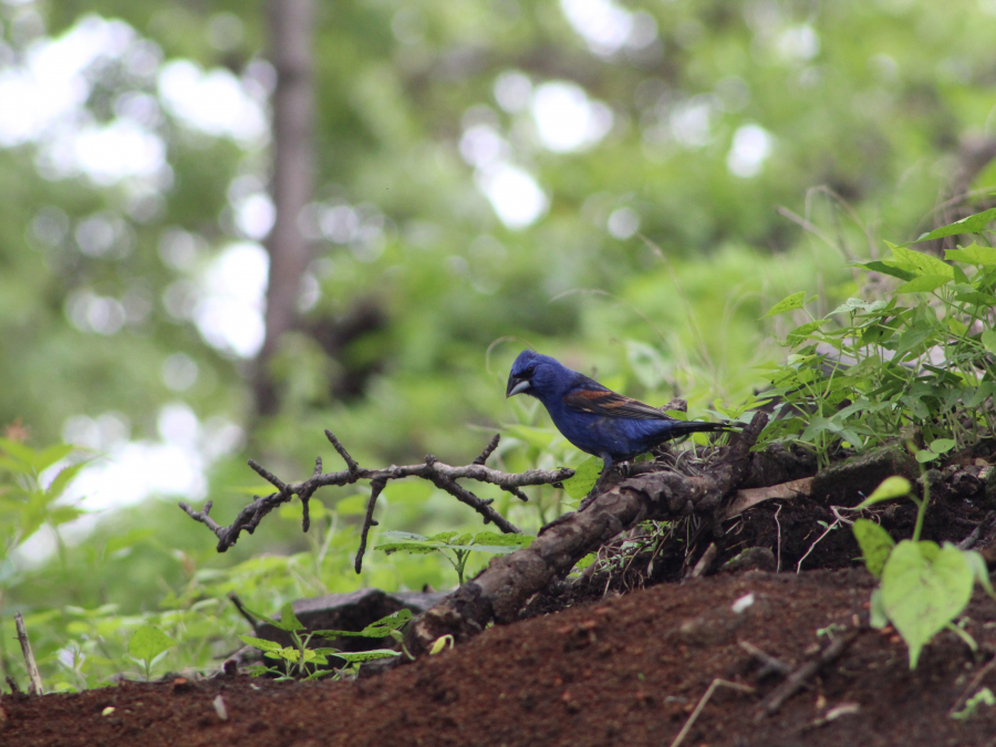 Picogordo azul, Cerrito San Miguel Atlixco