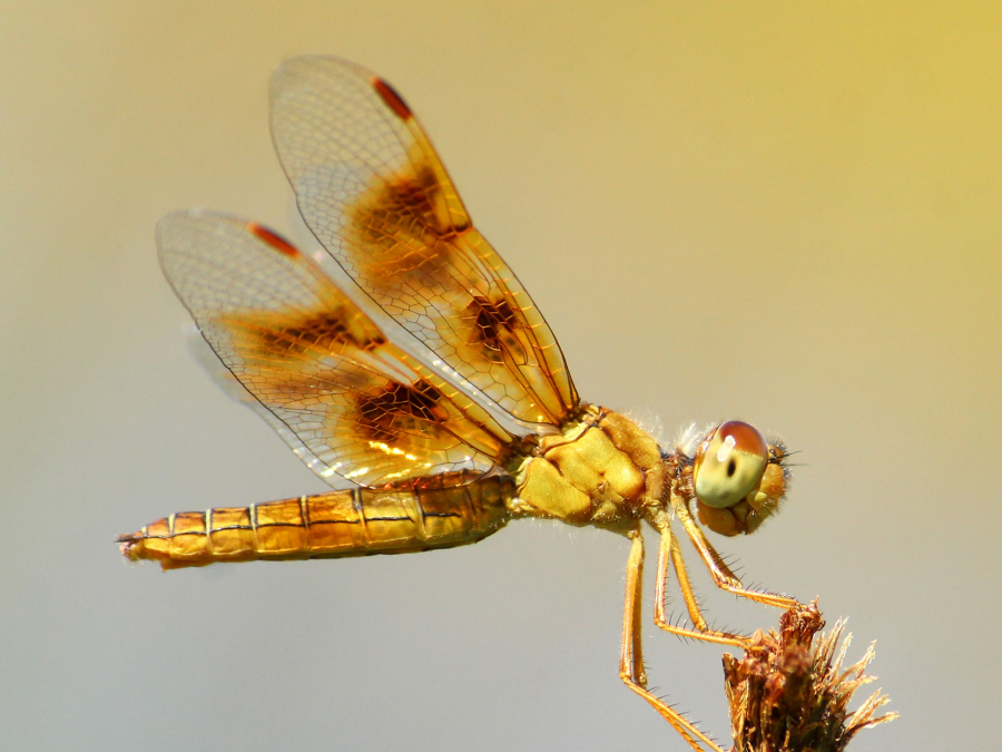 Libélula