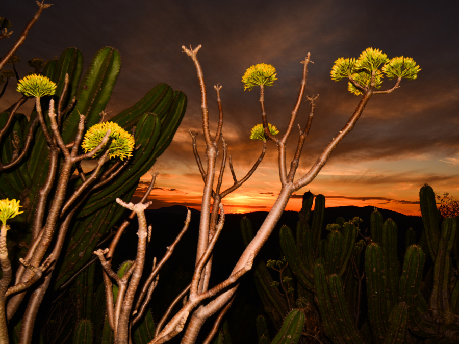 Ocaso mixteco